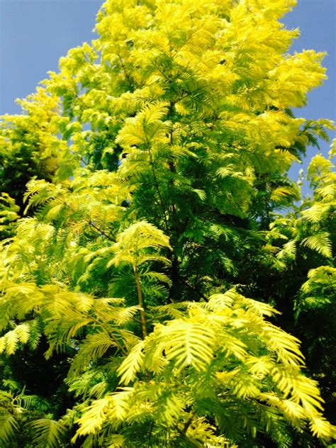 Check spelling or type a new query. Rare and Unusual Plants | Blog » Rutgers Landscape & Nursery