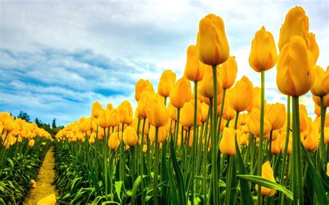 41 Yellow Tulips Wallpaper Desktop