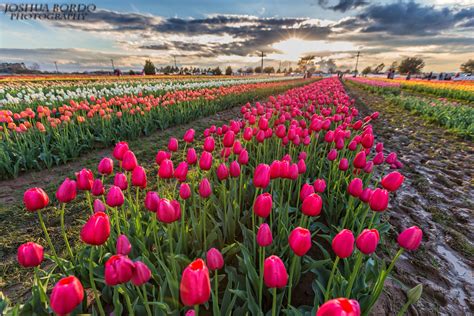 The Many Rows Of Tulips At Texas Tulips In Pilot Point Texas Bloom