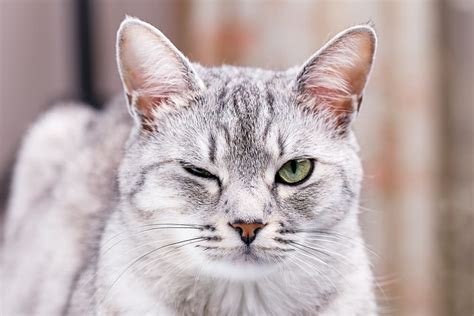 Cat Winking Why They Do It And What It Means Great Pet Care