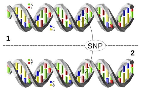 Los Tipos De Genes Caracter Sticas Y Funciones