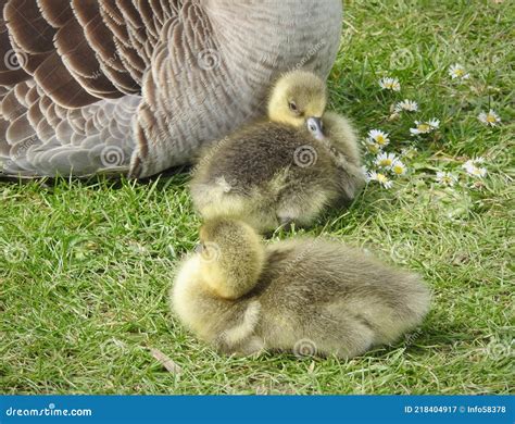 Couple Of Baby Ducklings With Duck Mother Stock Image Image Of Daisy