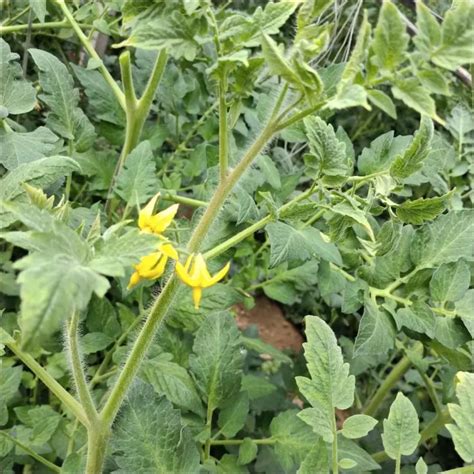 Better Bush Hybrid Tomato Seeds 05338 Pk P1 350