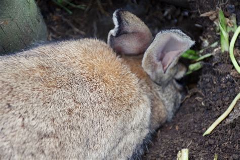 Rabbit Digging Hole In Garden Cage Stock Photo Download Image Now