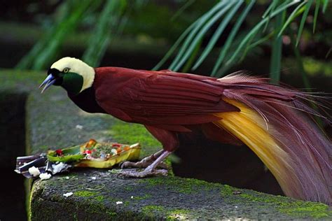 The Worlds Most Beautiful And Exotic Birds