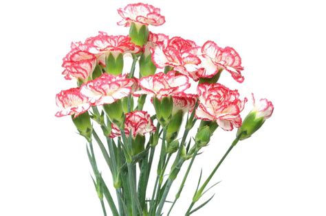 Yuvaflowers has a whole range of flower arrangements to delight your near and dear ones. An A-Z List of Flower Names You Should Bookmark Right Away ...
