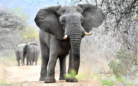 Download Wallpapers Big Elephant Wildlife Africa Nature Reserve