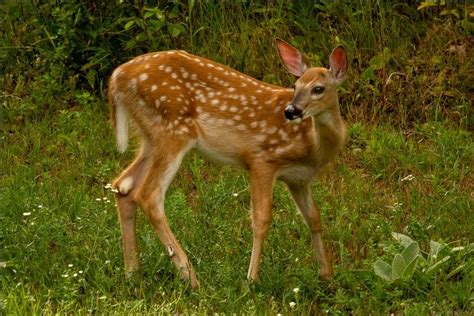 Bucks Does And Fawns All About Deer The Adirondack Almanack