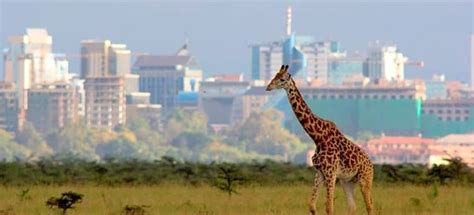4 Day Nairobi Wildlife Safari Samsons Safaris
