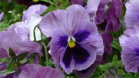 Purple Pansy Flower Free Stock Photo Public Domain Pictures