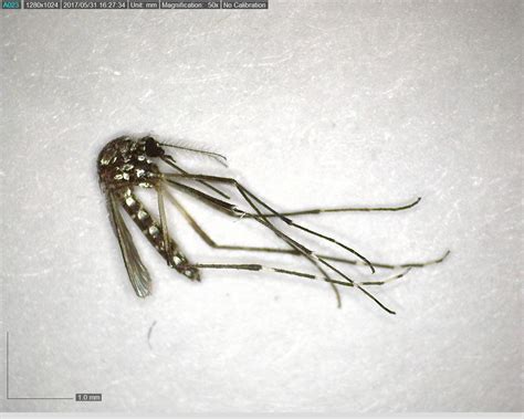 Mosquito Species Known To Spread Zika Located In Southern Nevada For