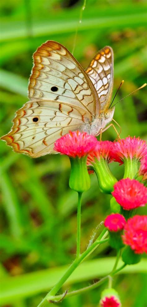 We did not find results for: A butterfly on a red flower - About Wild Animals