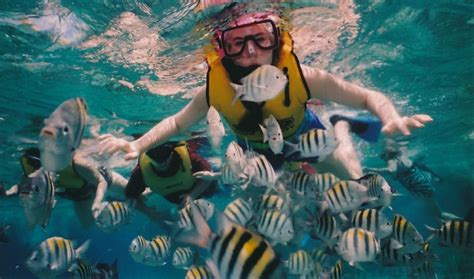The Best Snorkeling In The Caribbean