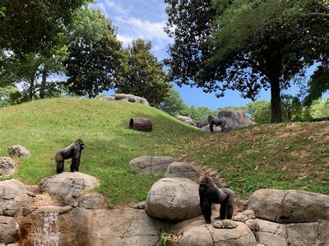 Exploring Bachelor Gorillas Social Behaviors Zoo Atlanta
