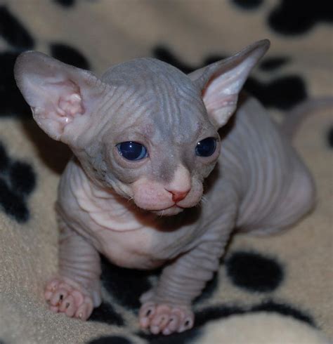 The Most Adorable Kitten Breeds Cute Hairless Cat Kitten Breeds