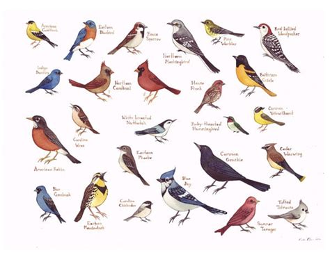 Eastern North Carolina Birds Field Guide Style By Katedolamore