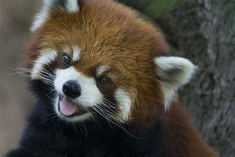 Innocent And Cute Baby Red Panda Redpandas