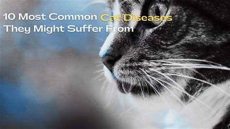 10 Most Common Cats Diseases They Might Suffer From Pet Reck