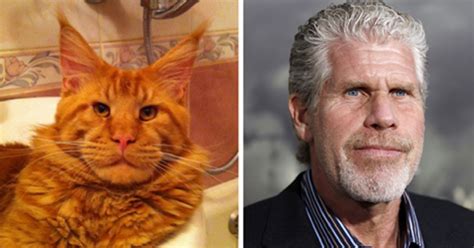 Animals And Their Celebrity Look Alikes