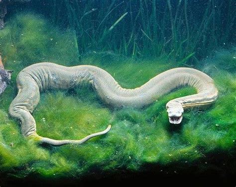 These snakes live near the coasts of rivers, streams, canals, lagoons and estuaries. Elephant trunk snake (With images) | Snake, Pet snake ...