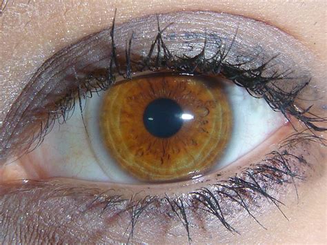 Rare Amber Eye Color