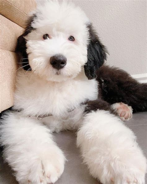 15 Amazing Facts About Old English Sheepdogs You Might Not Know Page