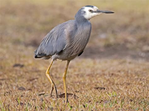 White Faced Heron Profile Traits Facts Call Diet Breeding
