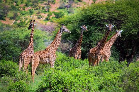 Three Giraffes On Savanna Animal Stock Photos ~ Creative Market
