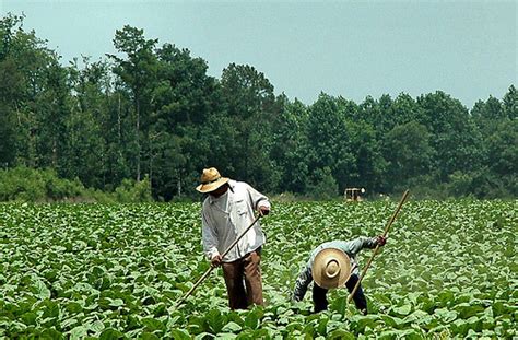 Agriculture Southern Agriculture