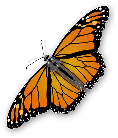 Monarch Butterfly Vector Free Psdvectoricons