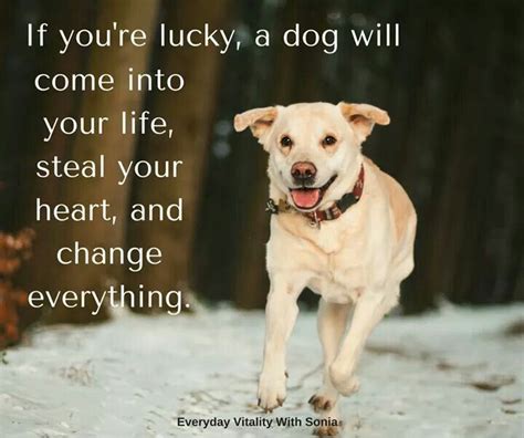 Pin By Mily On I Love My Dog ♥♥ Quotes I Love Dogs Dog Quotes Dogs