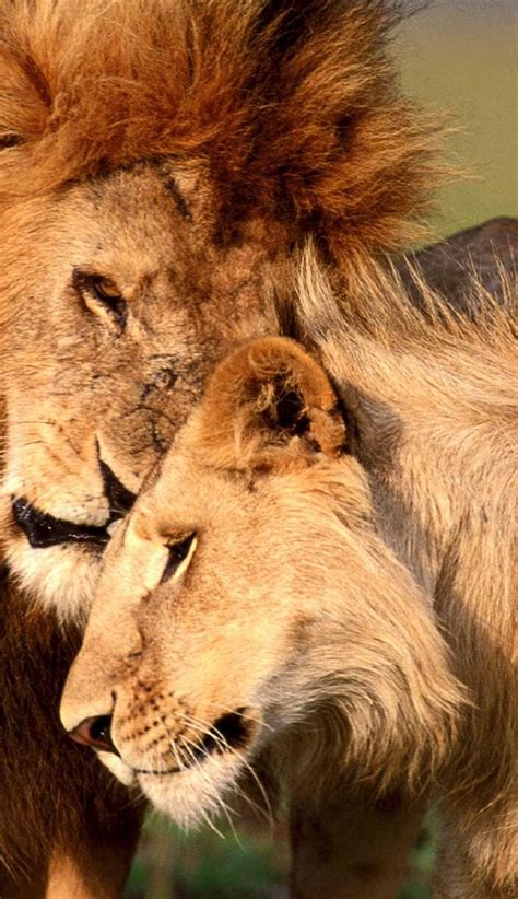 Pin De Heidi Auger Em Lions Leões Apaixonados Grandes Felinos Casal