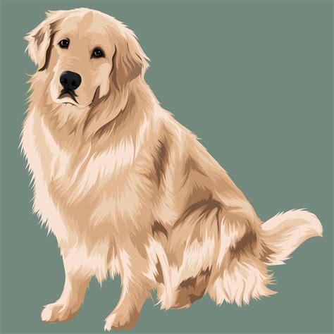 Golden Retriever Art Digital Art Vector Pets Pet Illustrations