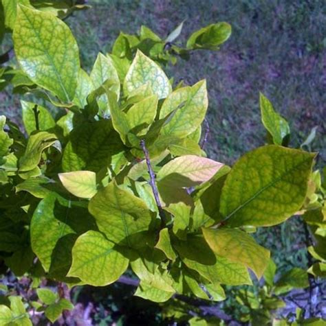 Kentucky blueberry growers sometimes experience plant and crop losses due to diseases. Soil test before you plant blueberries - MSU Extension