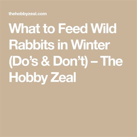 What To Feed Wild Rabbits In Winter Dos And Dont The Hobby Zeal