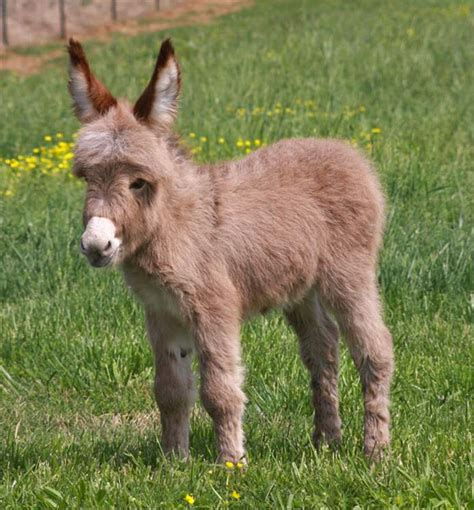 These Cute Baby Donkeys Are Everything You Need To See Today