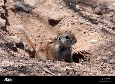 Round Tailed Ground Squirrel Spermophilus Tereticaudus Arizona Usa