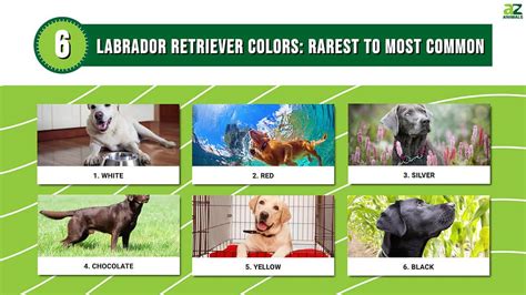 Labrador Retriever Colors Rarest To Most Common A Z Animals