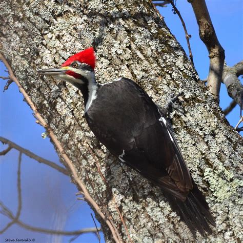 Natural World Through My Camera A Pair Of Pileated Woodpeckers