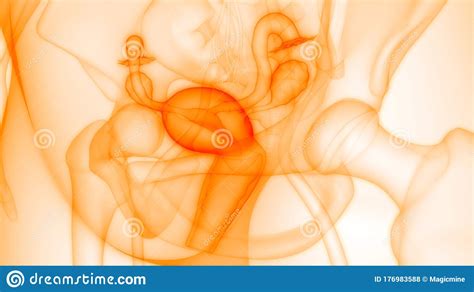 Learn about female internal organs with free interactive flashcards. Female Internal Organs Reproductive System Anatomy Stock Illustration - Illustration of body ...