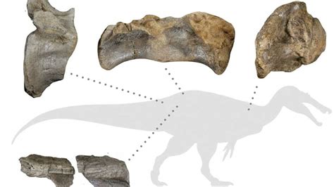 Europe S Largest Meat Eating Crocodile Faced Dinosaur Found Science News
