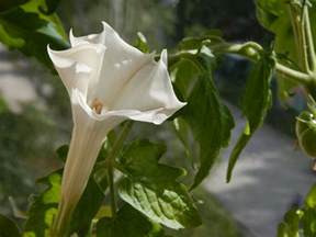 The Magic And Mystery Of Datura Tess Whitehurst