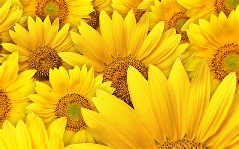 You will definitely choose from a huge number of pictures that option that will suit you exactly! Download These 42 Yellow Wallpapers in High Definition For ...