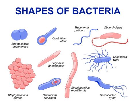 Draw Neat And Labelled Diagramdifferent Types Of Bacteria Porn Sex Picture