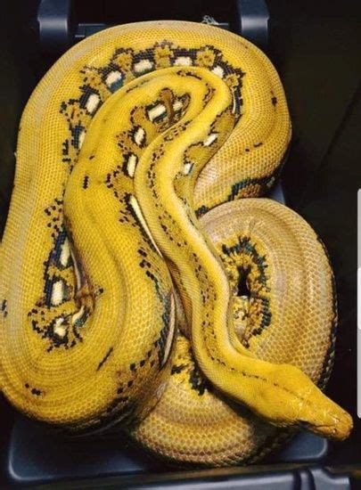 Reticulated Python Care Sheet An Informative Guide Reticulated Python