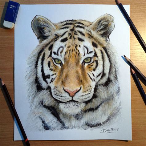 Tiger Pencil Drawing By Atomiccircus Realistic Animal Drawings Tiger