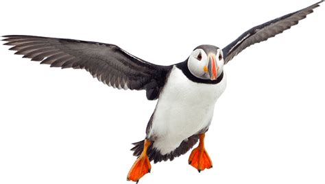 Puffin Voador Png Transparente Stickpng