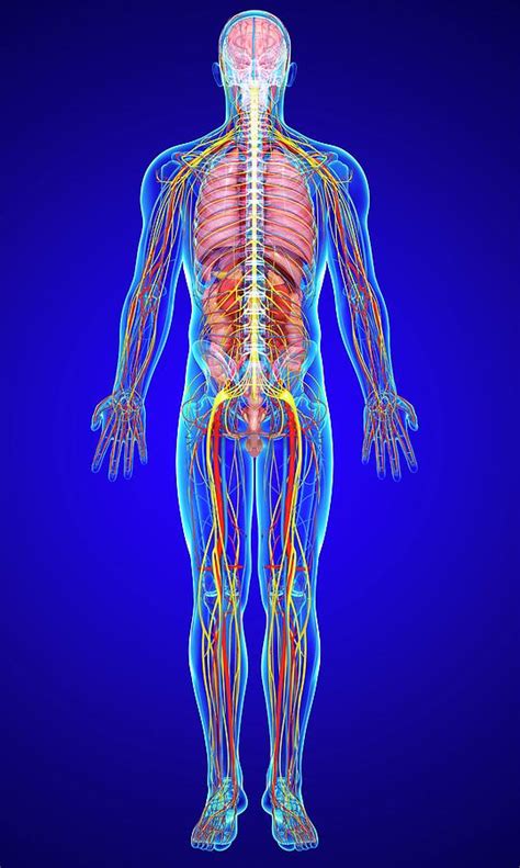 Male Anatomy Photograph By Pixologicstudio Science Photo Library Pixels