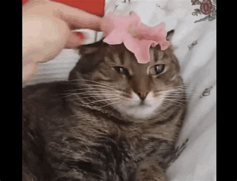 cat reacts to flower in most dramatic way possible flower on head best cat s bird cat