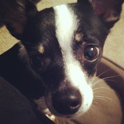 Chihuahua Rat Terrier Mix Looks Just Like Our Lucy Did